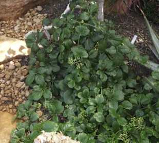 Botanischer Garten der Universität Zürich