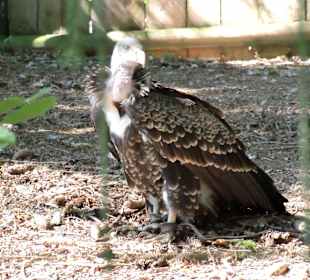 Sperbergeier