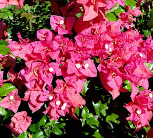 Impressionen aus dem Jardin Botanique de Deshaies