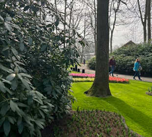 Keukenhof Holland