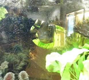 WildparkImpression September 2013