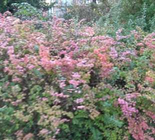 Botanischer Garten