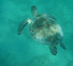 Schnorcheln Gorgonia Beach