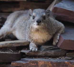 Kommt gleich nach den Big 5: Dassie (Rock Hydrax) 