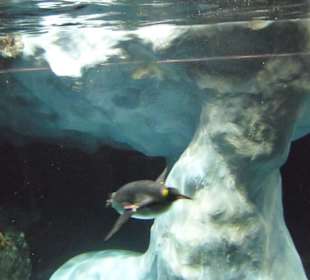 Pingi unter Wasser in der einmaligen Pinguinanlage