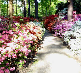 Panoramablick auf die Blütenpracht