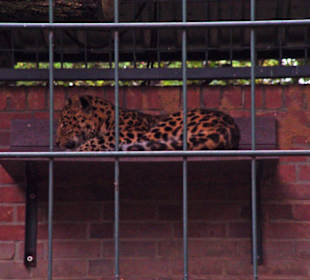 Leopard
