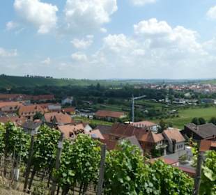 Escherndorf: Eindrücke einer Weinbergeswanderung