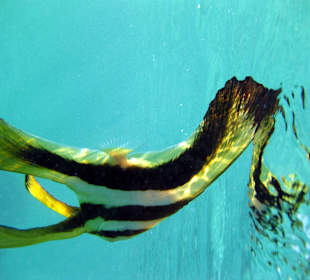 Direkt an der Riffabgrenzung zu finden