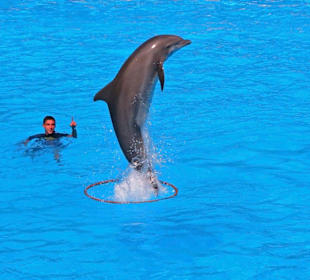 Loro - Park Delfin - Show