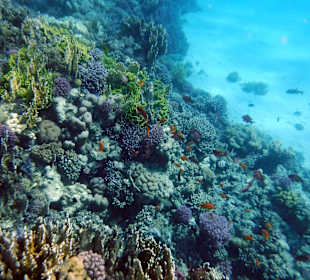 Schnorcheln Marsa Alam