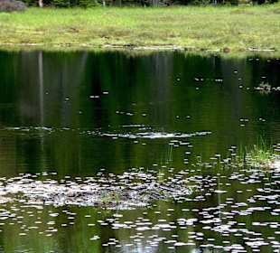 Algonquin Provincial Park, Beaver Pond