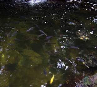 Schmetterlingshaus Fische und Schildgröten