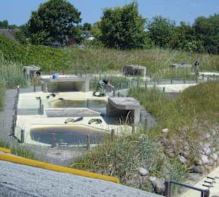 In der Seehundaufzuchtsstation!