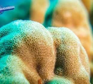 Tauchschule Hurghada