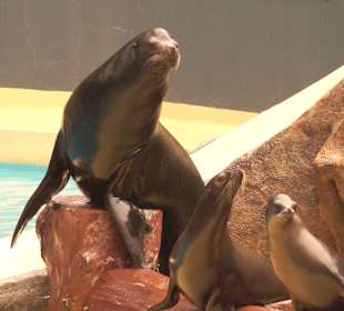 Seelöwen wie alle Tiere dienen der Forschung