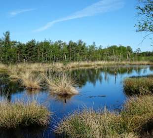 Impressionen vom Rundgang durch das Pietzmoor