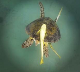 Tauchen mit Riesenschildkröten in Abu Dabab 