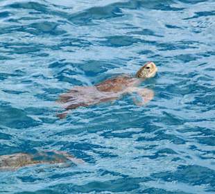 Schildkröten zum Anfassen nah