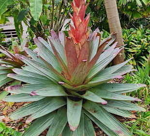Botanischer Garten Puerto de la Cruz