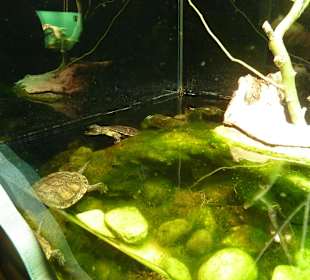 Schildkröten Terrarium