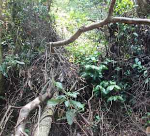 Dschungel- und Bootstour