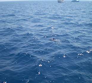 Und wieder kann man mit den Tieren schwimmen