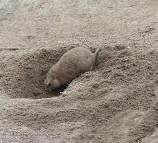 Präriehund
