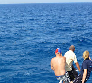 Delphinschwimmen mit Delfine & Meer Hurghada