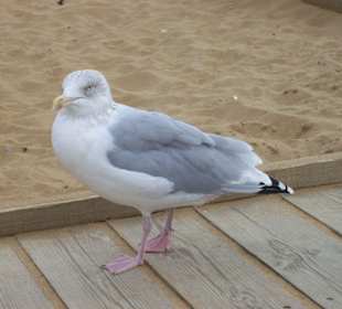 zutrauliche Möwe am Strand