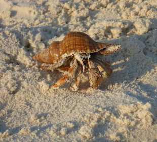 Tourguides Eddy Murphy