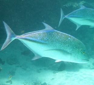 Schnorcheln Marsa Alam