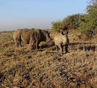 Nashörner im Nairobi National Park