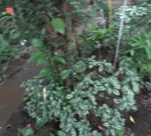 Tropicarium