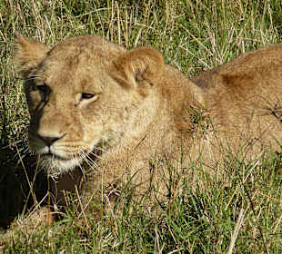 Dieses Jahr viele Löwen zu sehen