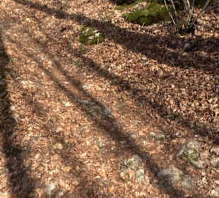 Burgruine Hohenwittlingen