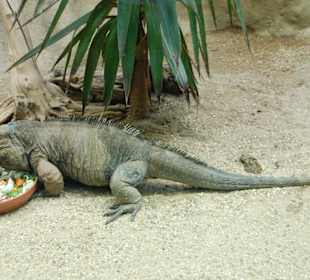 Tierpark Schönbrunn