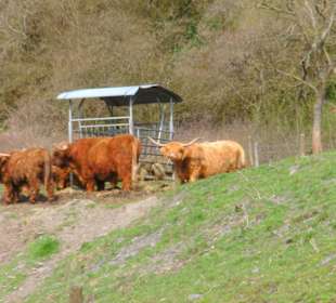 Ungewöhnliche Rinder
