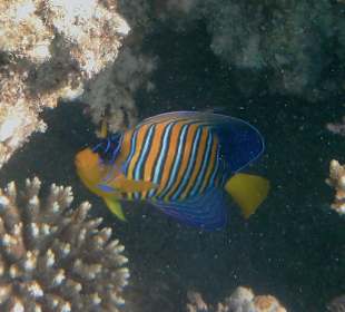 Schnorcheln Hurghada