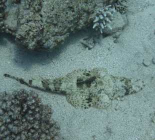 Krokodilfisch im Hausriff