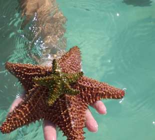 Seestern- Mutti mit Kind