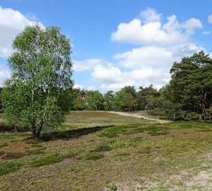 Heidelandschaft am Westufer der Talsperre