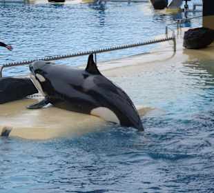 Orca Show