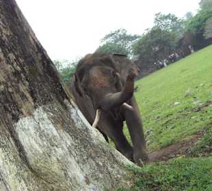 Bemitleidenswerter, angeketteter Elefant