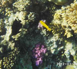 Leben im Wasser 3-8 m Tiefe