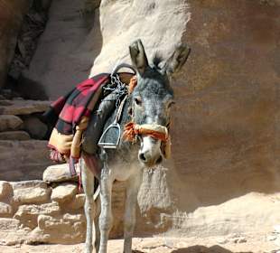 Tierische Aufstiegshilfe