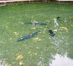 Störe im Teich des Schlossgartens Hellbrun
