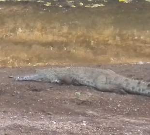 Auch Krokodile gibts