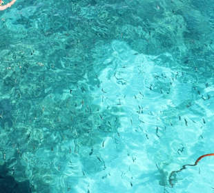 Ausflüge in Hurghada-Morgenland-Delfinschwimmen