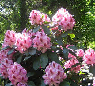 Rododentrenblüten im Park